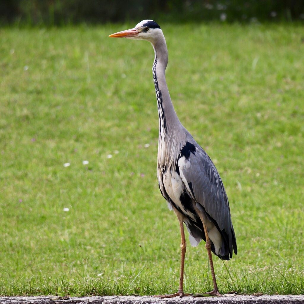 grey heron, heron, bird-8772042.jpg
